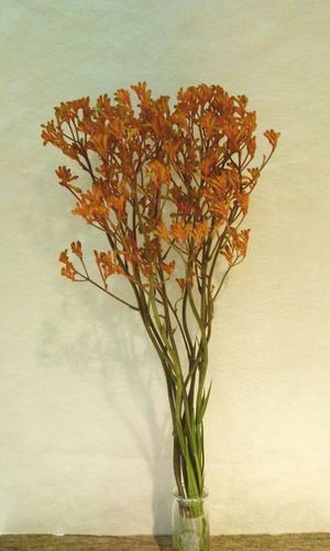 ANIGOZANTHUS GOLDEN GIRL 90